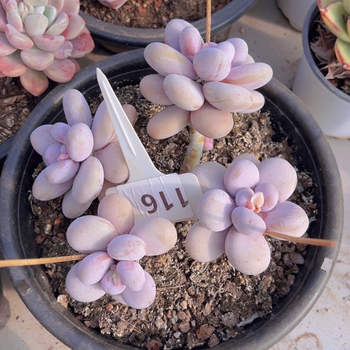 健健康康平平安安