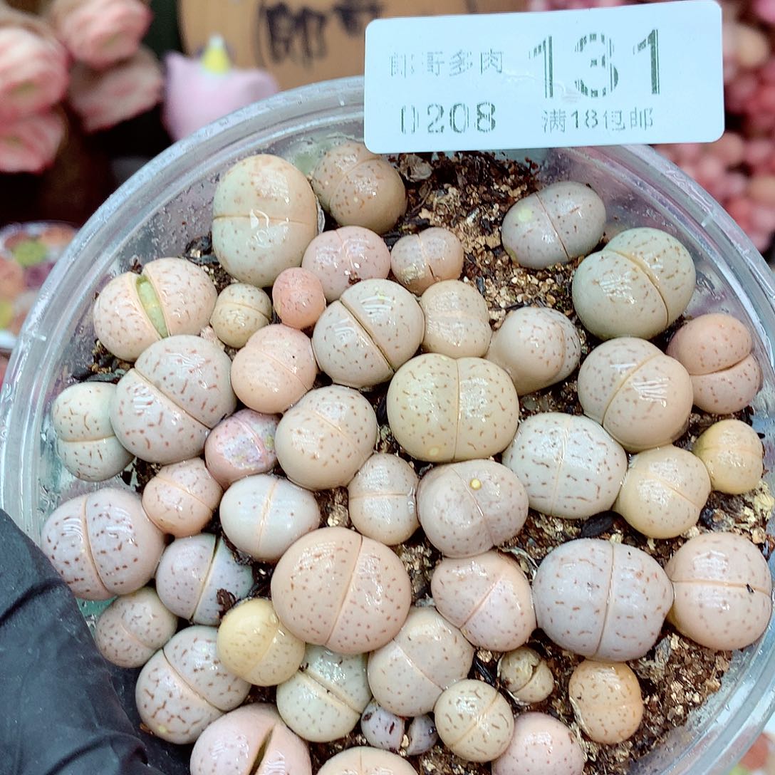 生石花满18包邮8-131