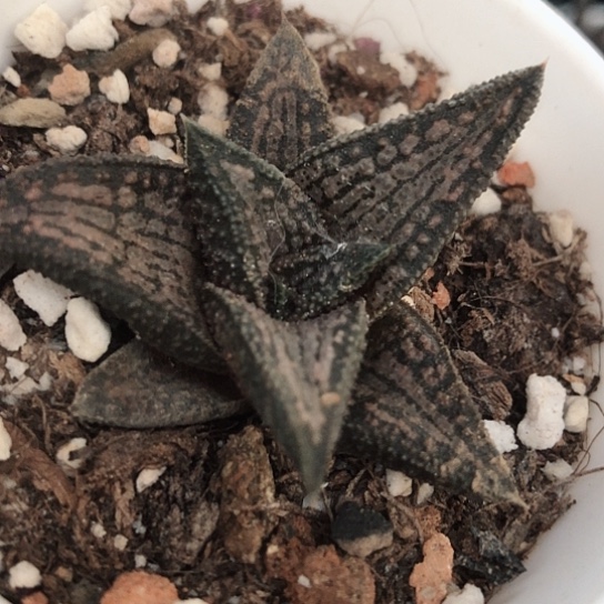 锦代桥硬叶多肉植物