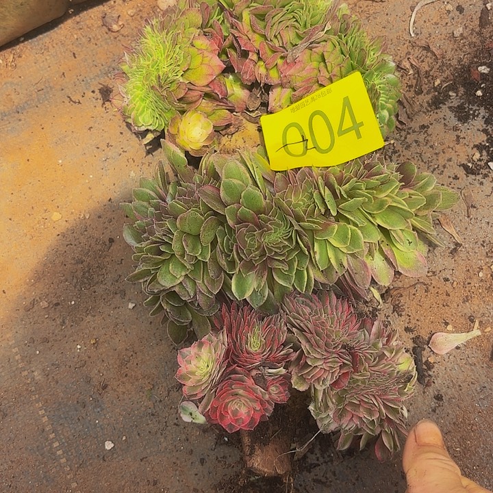 多肉植物福利来004个