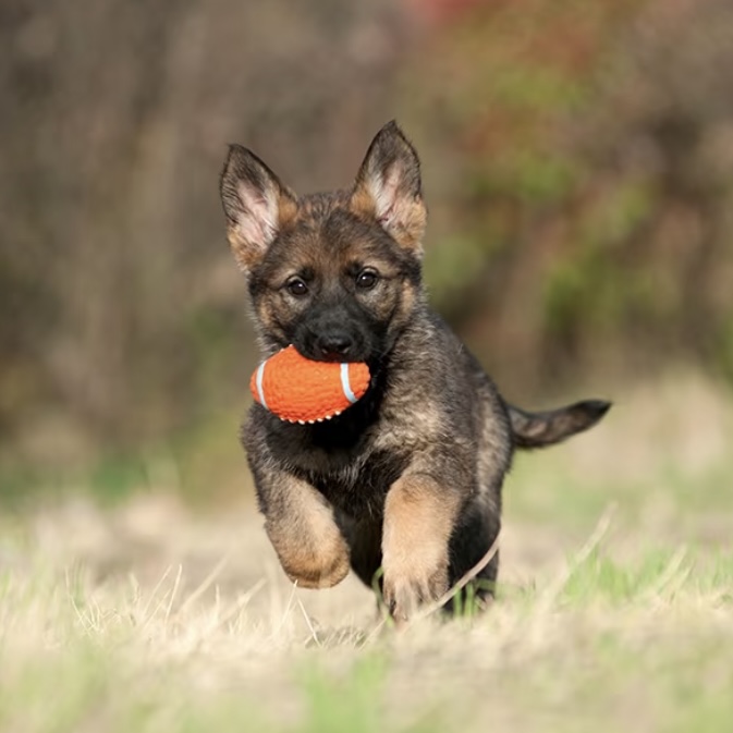 永硕犬舍 东德牧羊犬 工作犬