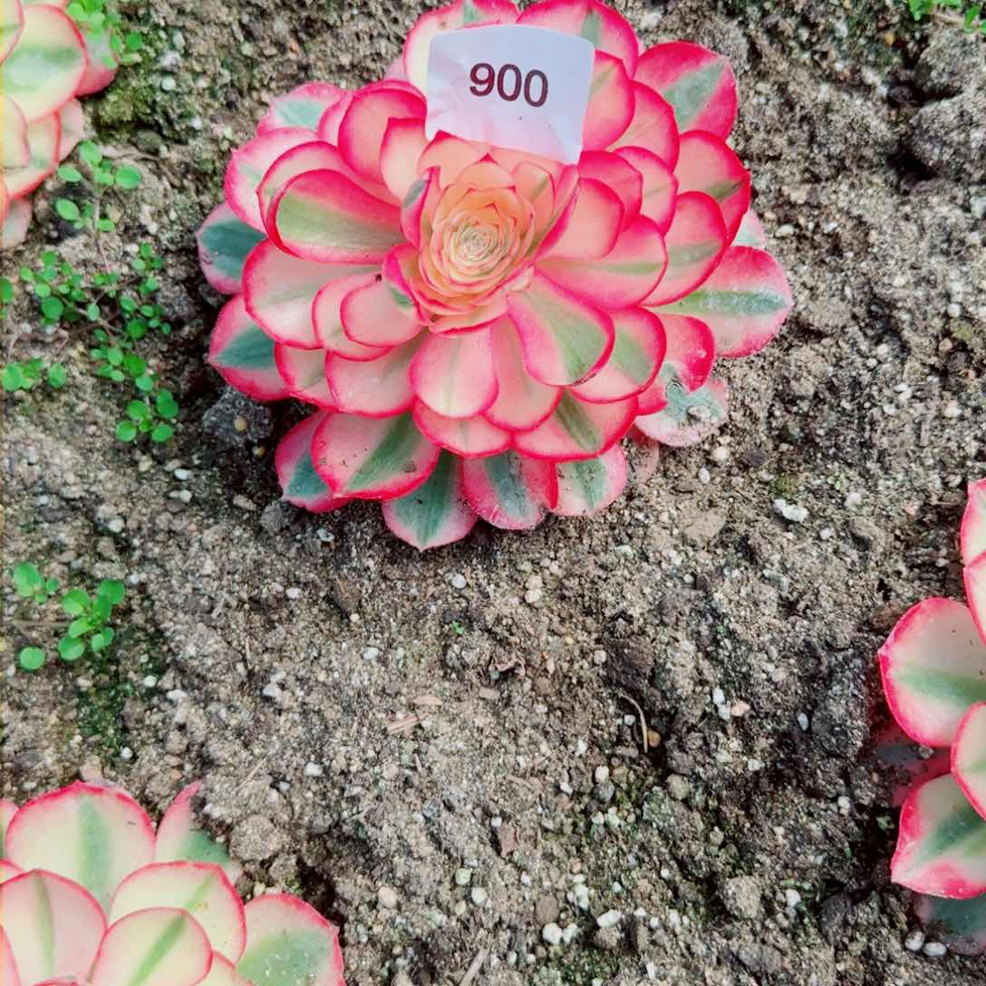 倾城法师多肉900