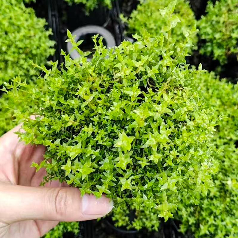 【水八角】新手坨草懒人水草坨草鱼缸造景无需种植入水成景中后景