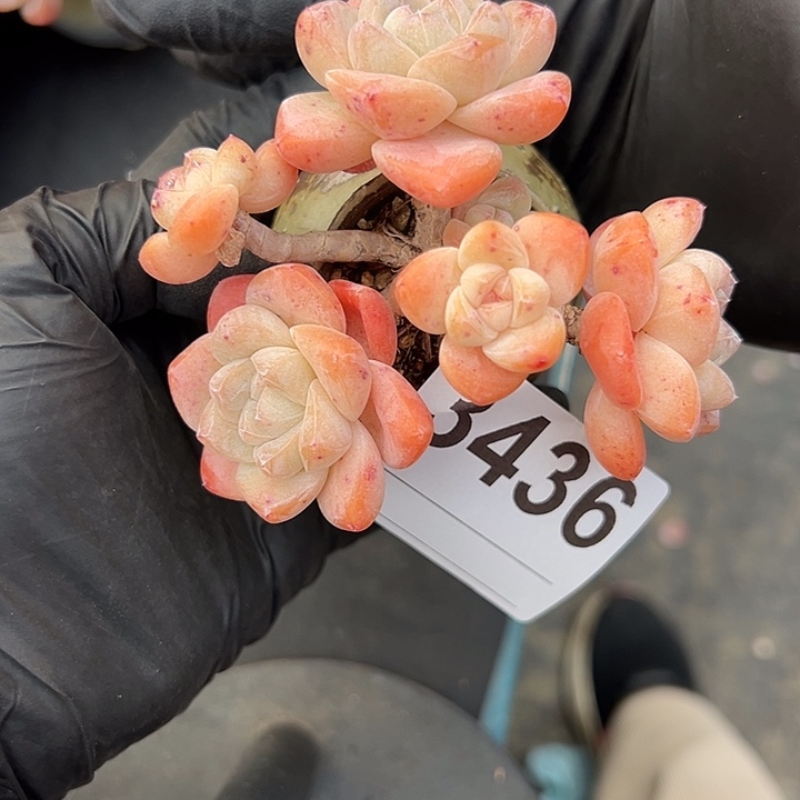 夏***花3436，五头冰玉带盆发的