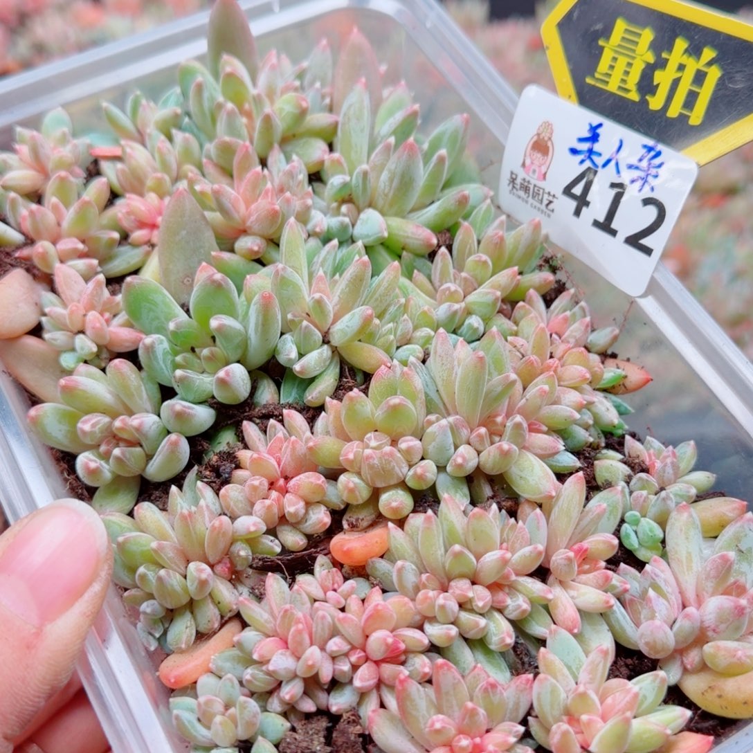 多肉植物多肉植物