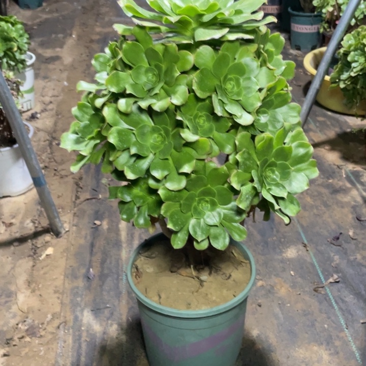 17君美丽多肉多肉植物多肉