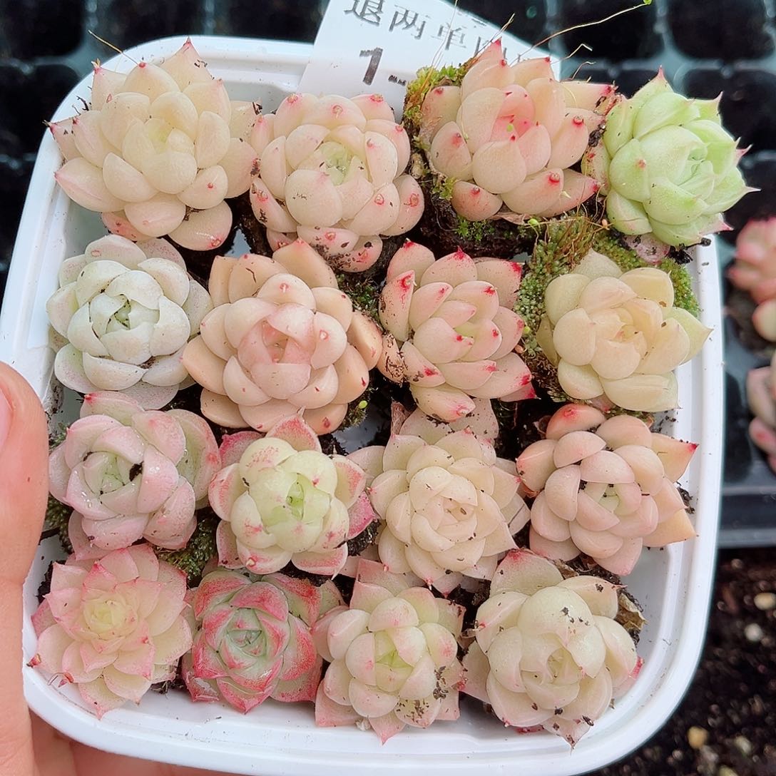 1-268 新疆西藏内蒙不发12.8包邮2-3公分多肉