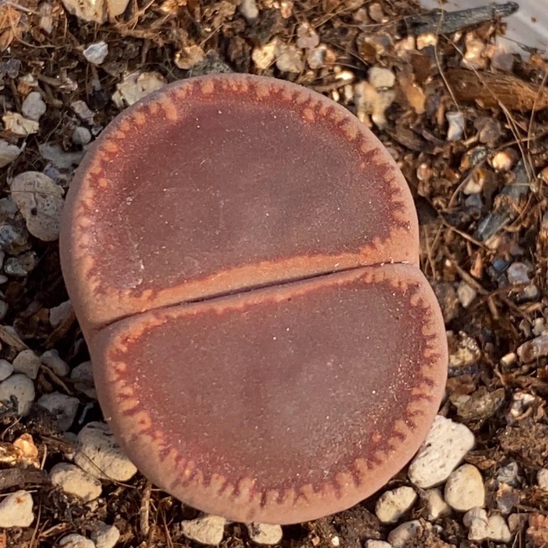 ko单头带盆土随机一颗