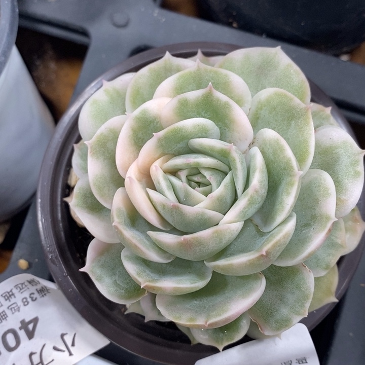 482昂斯诺锦大单头