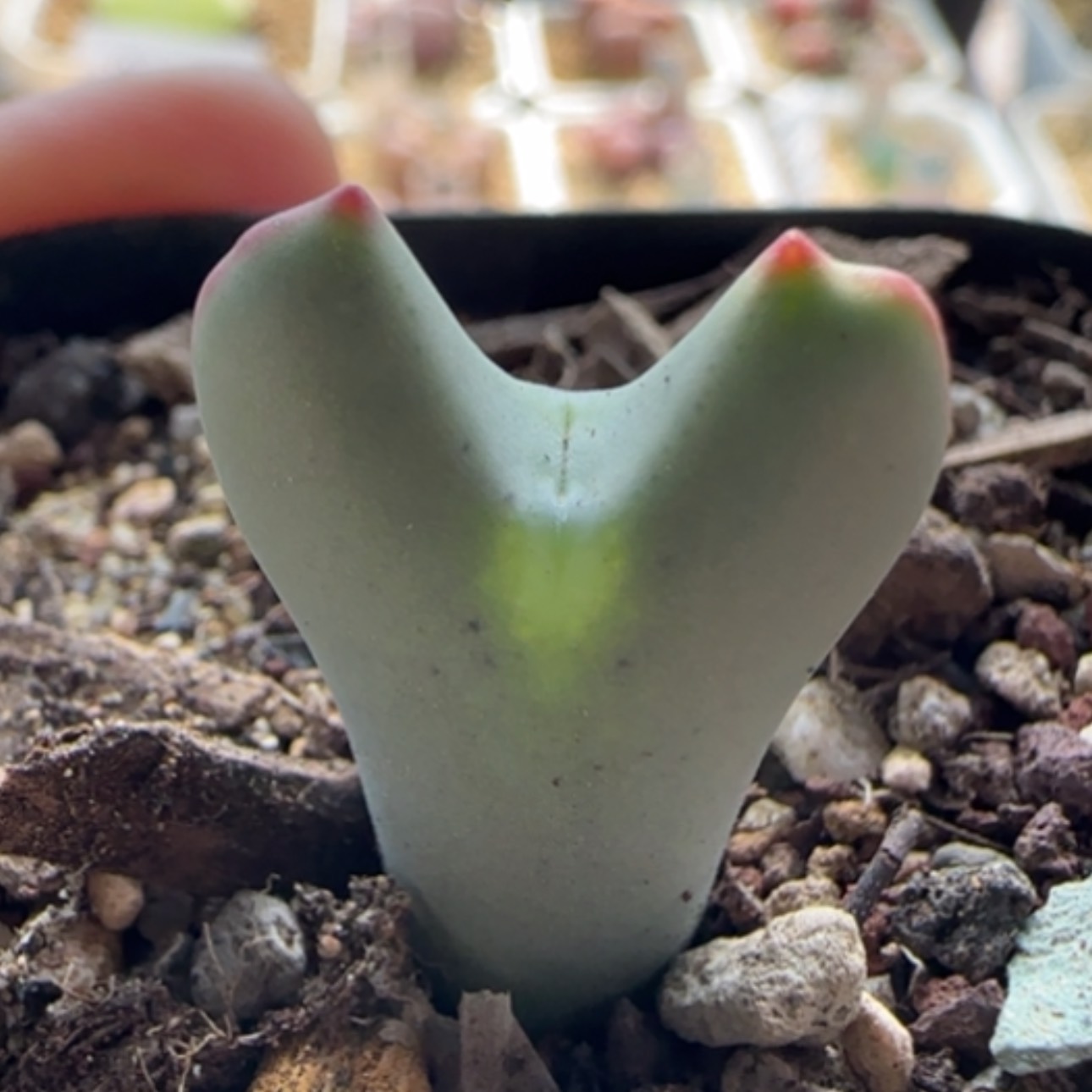 【闪购商品】0128空蝉将   