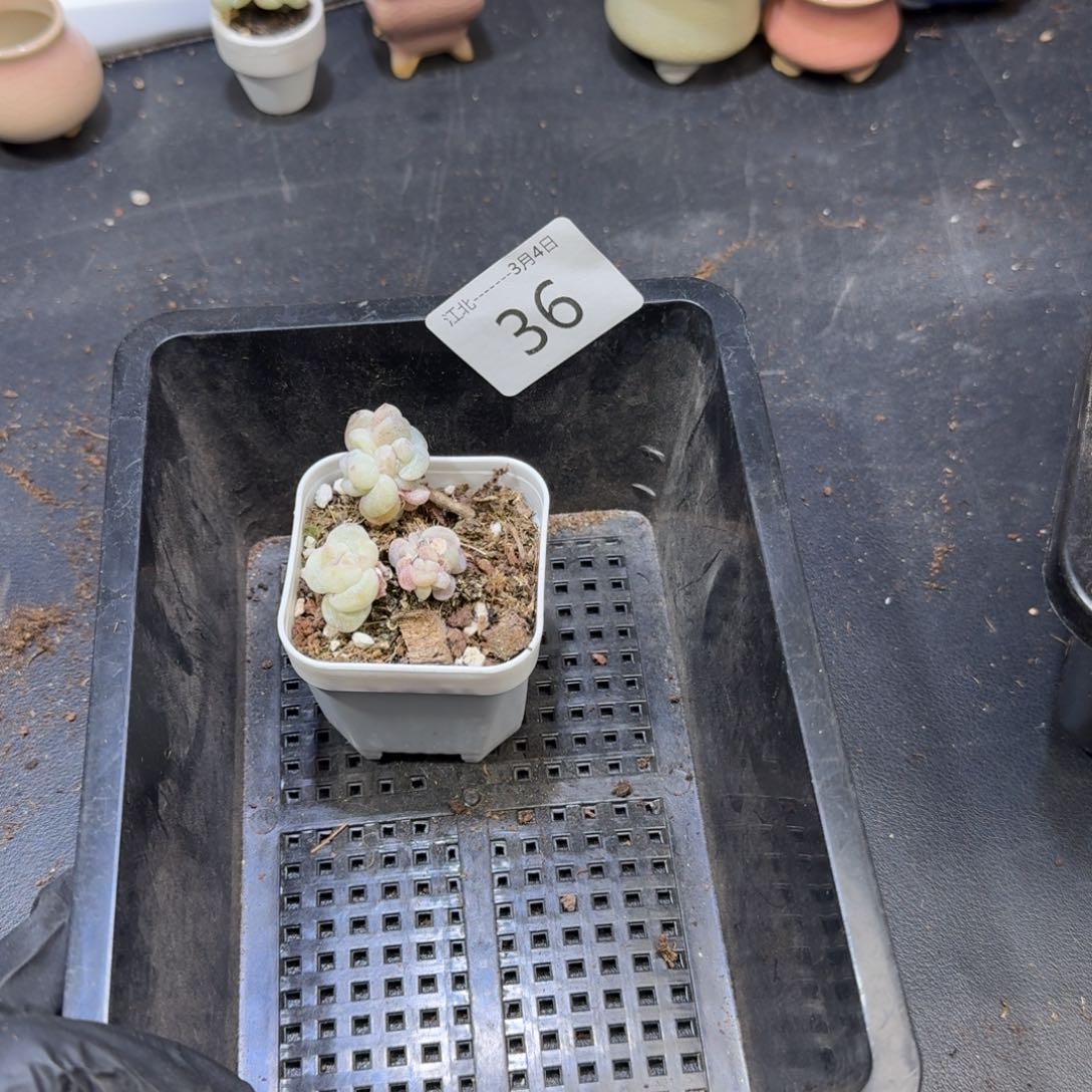 h**t36 到手一框江北多肉