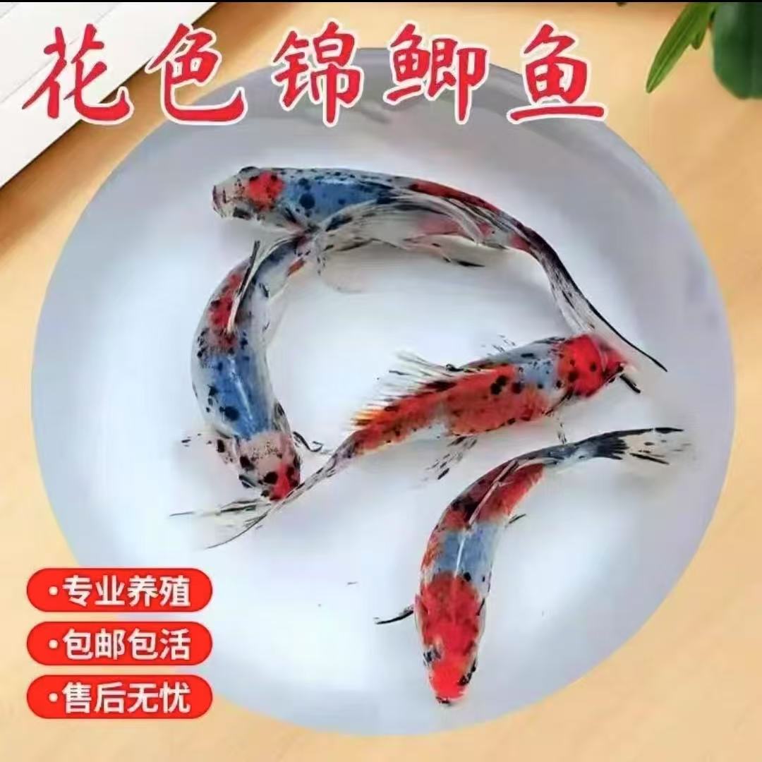 水墨兰花五色锦鲫兰花草金