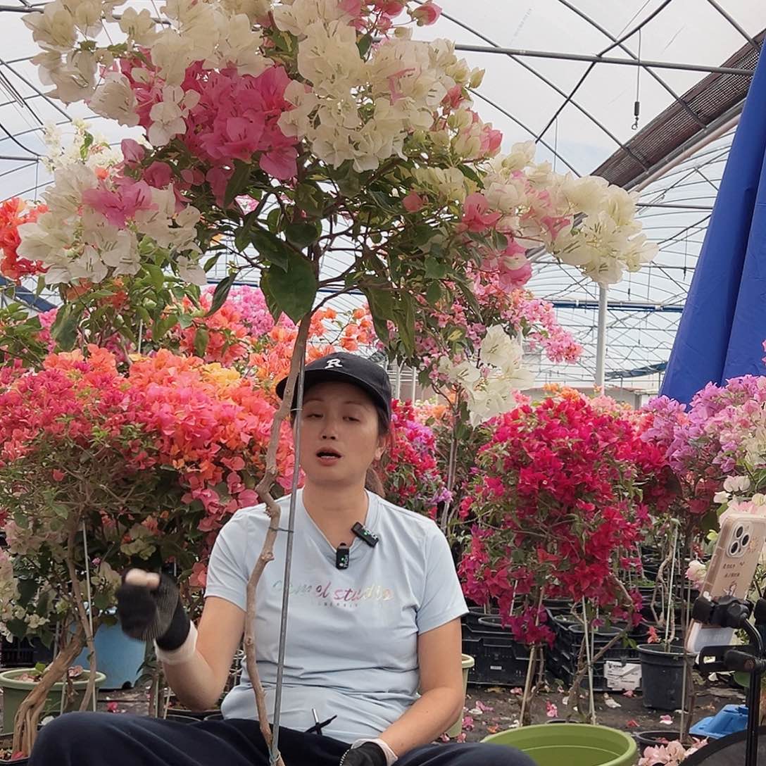 琪***琪大部分花苞少量开放B13金心橙白