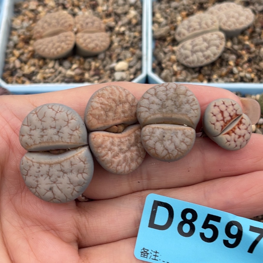 :***8597拿铁3红唇1。   