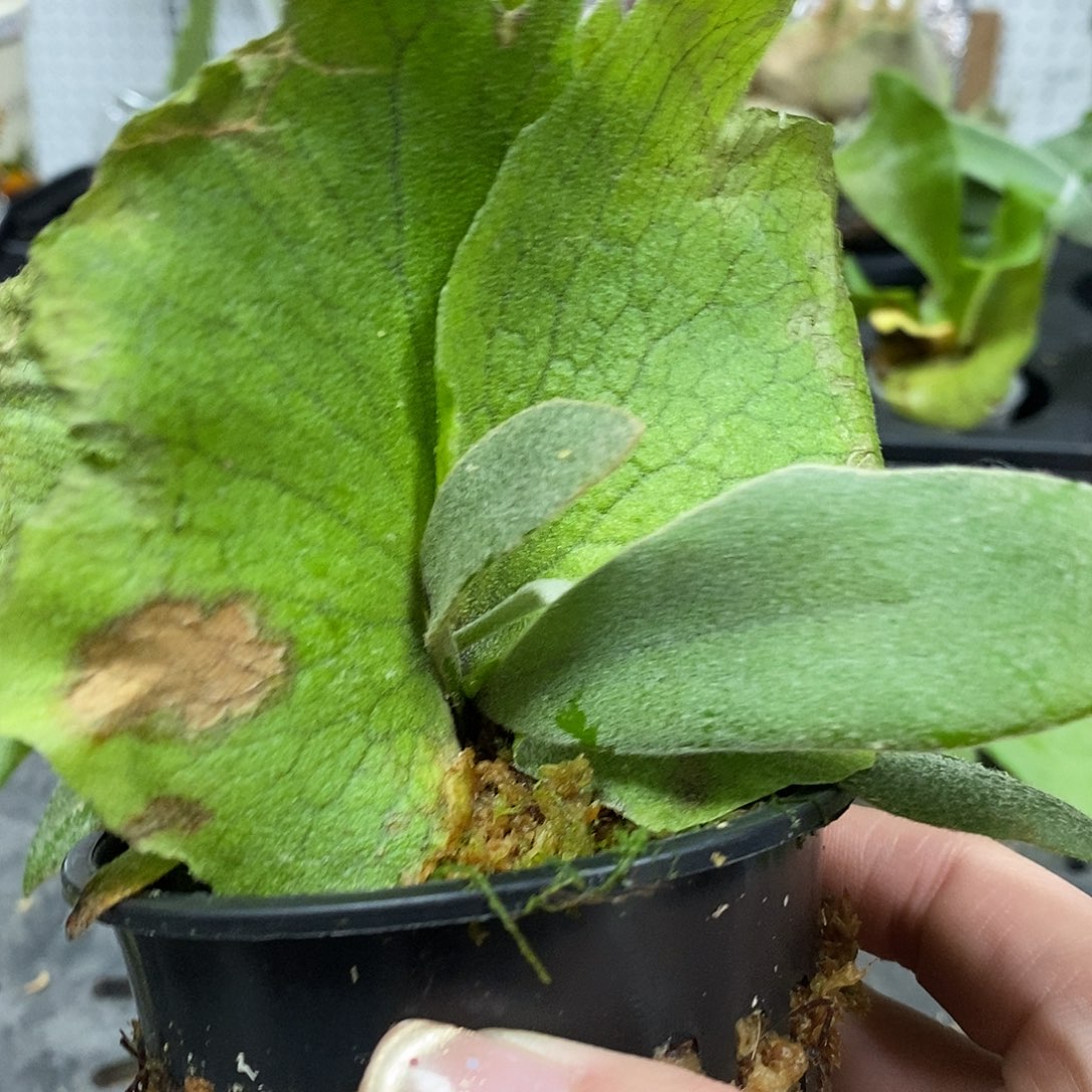 无花朵掉标鹿角蕨