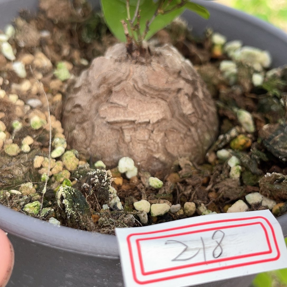 龟甲龙一物一拍218号4.8cm