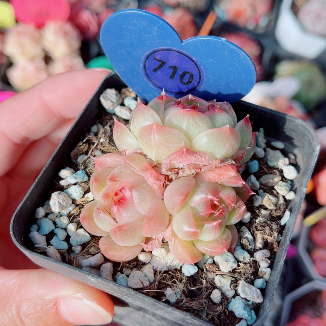 710号小老桩珍妮群