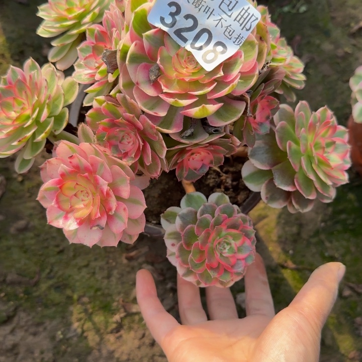 丹***尔3208荔枝多肉植物