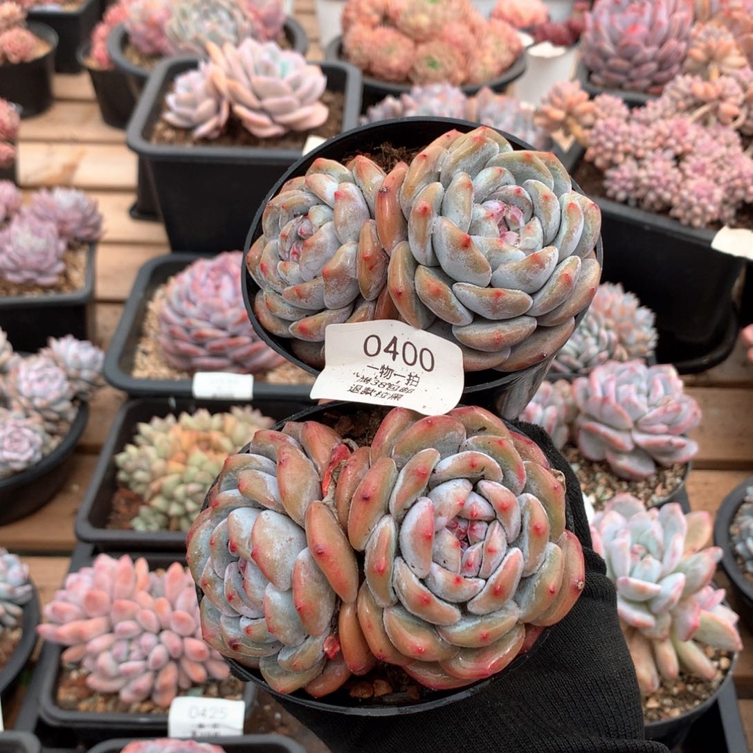 10厘米双头石榴籽星影两颗0400