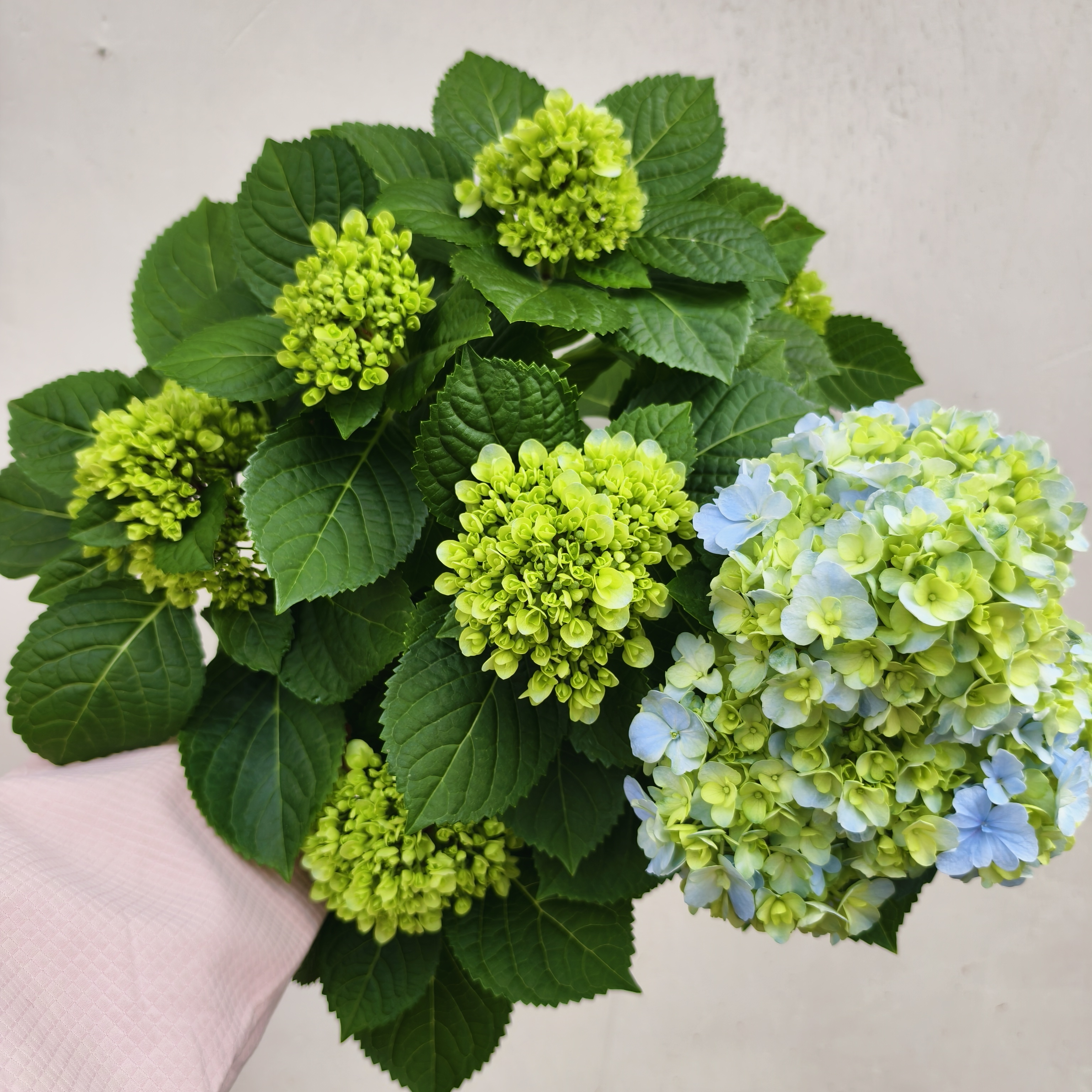 【天空蓝】绣球花盆栽花朵饱满圆润好养活