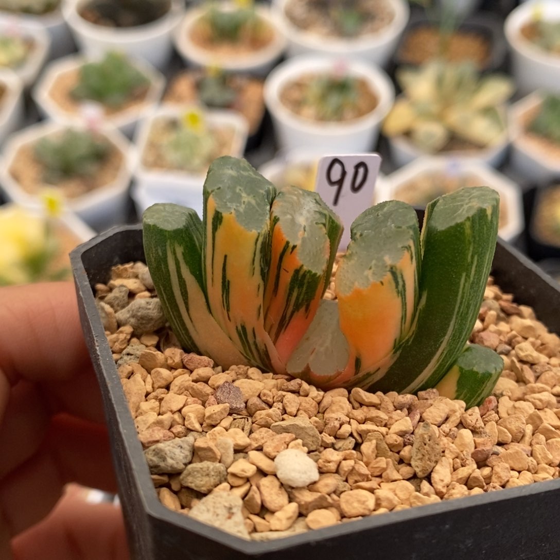 90号北斋玉扇锦多肉