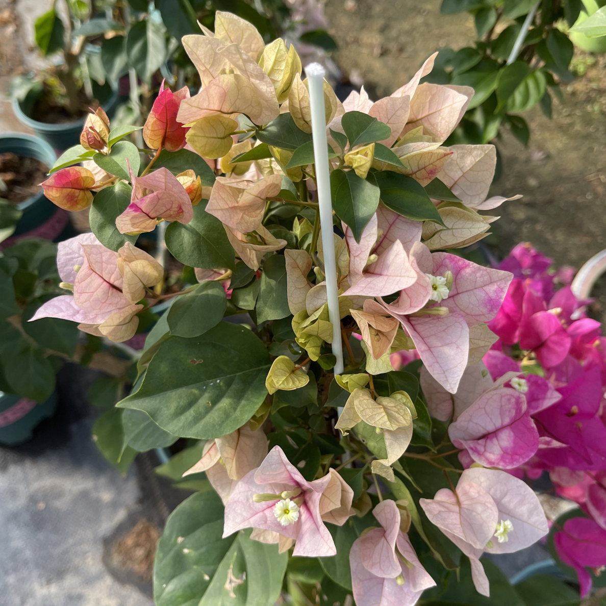 【娆小老桩】三角梅原生盆苗，默认运输途中掉花掉叶，小断枝介意慎拍