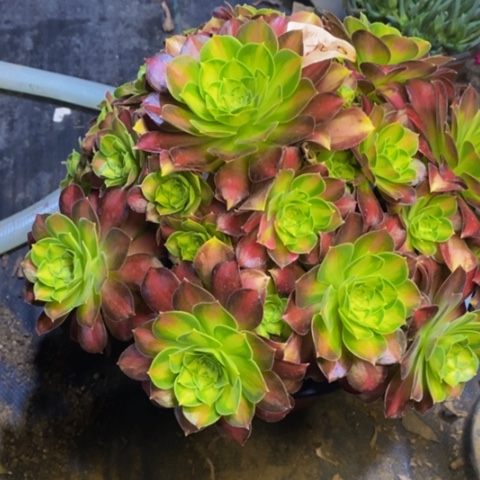 韶华多肉植物5755