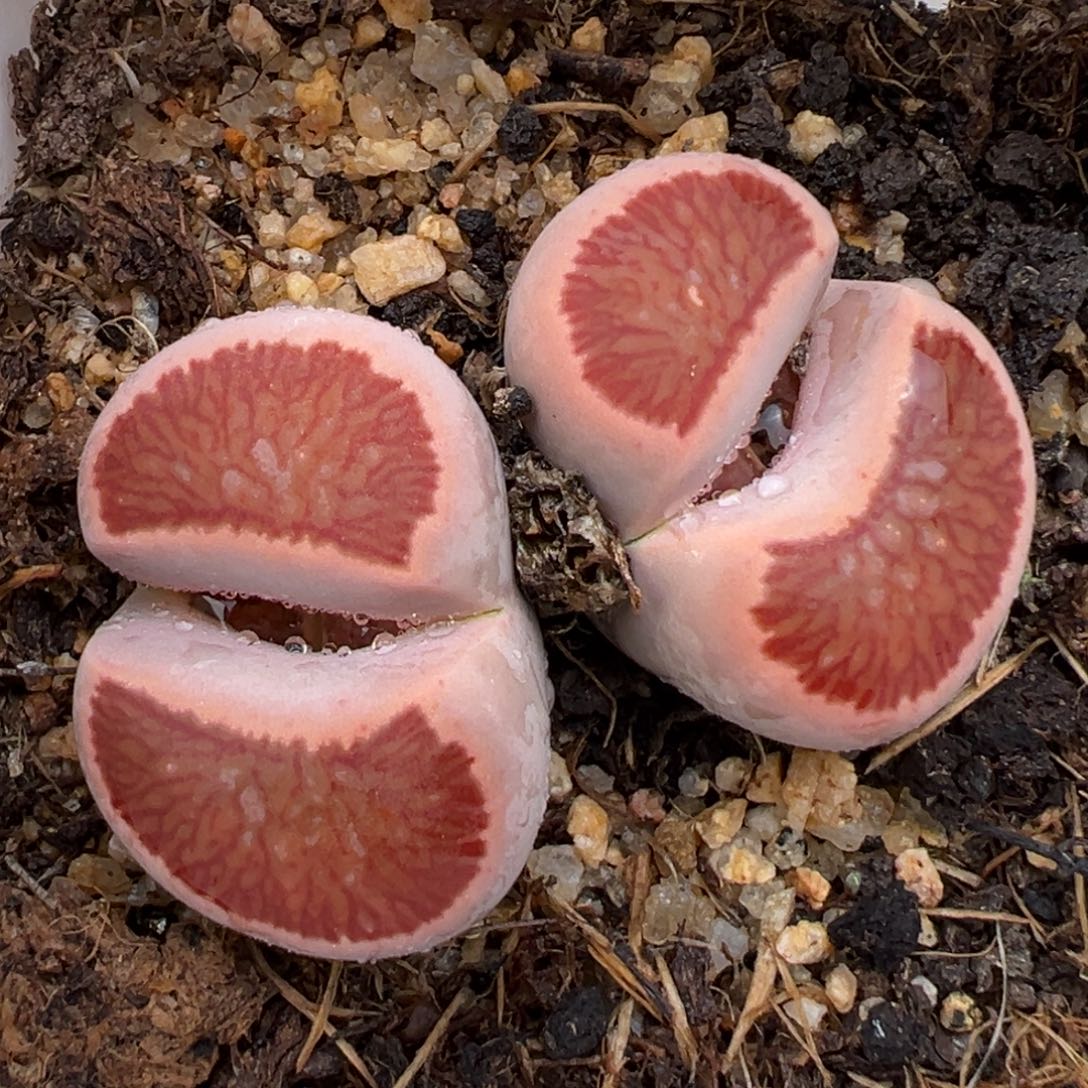 2.7好看的多肉848