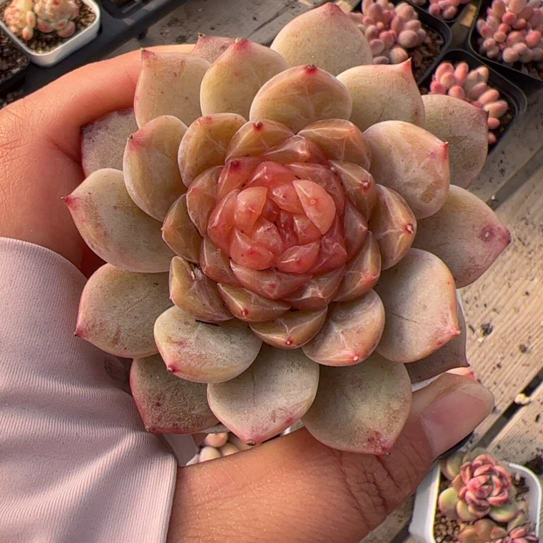 小****628 多肉植物组合盆栽