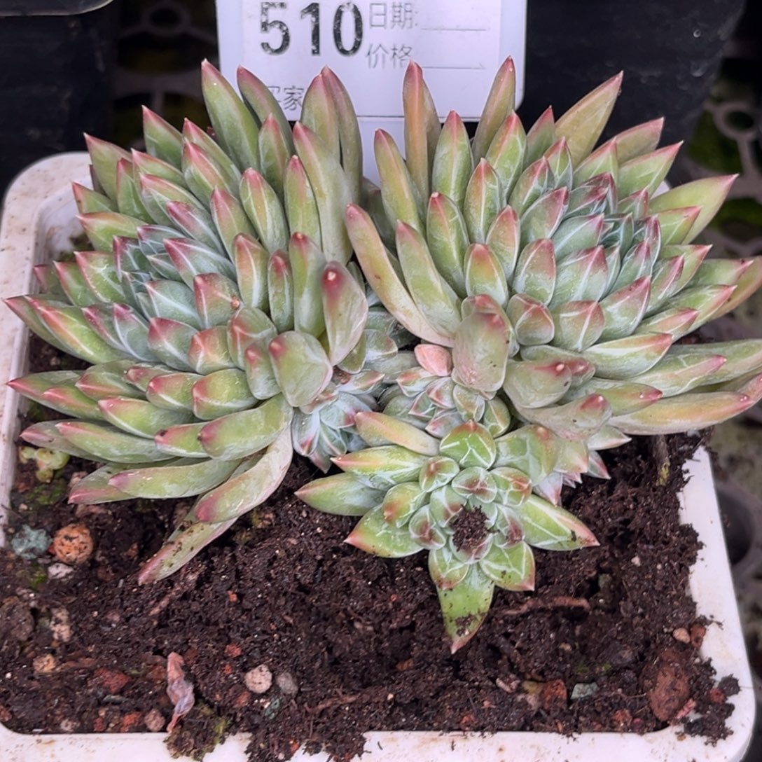 *****美人系多肉植物510