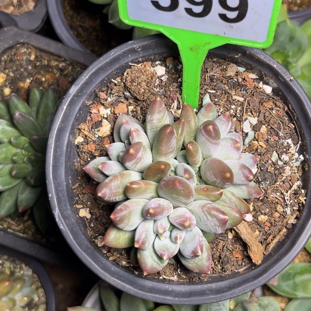 多肉植物波光纹sp599