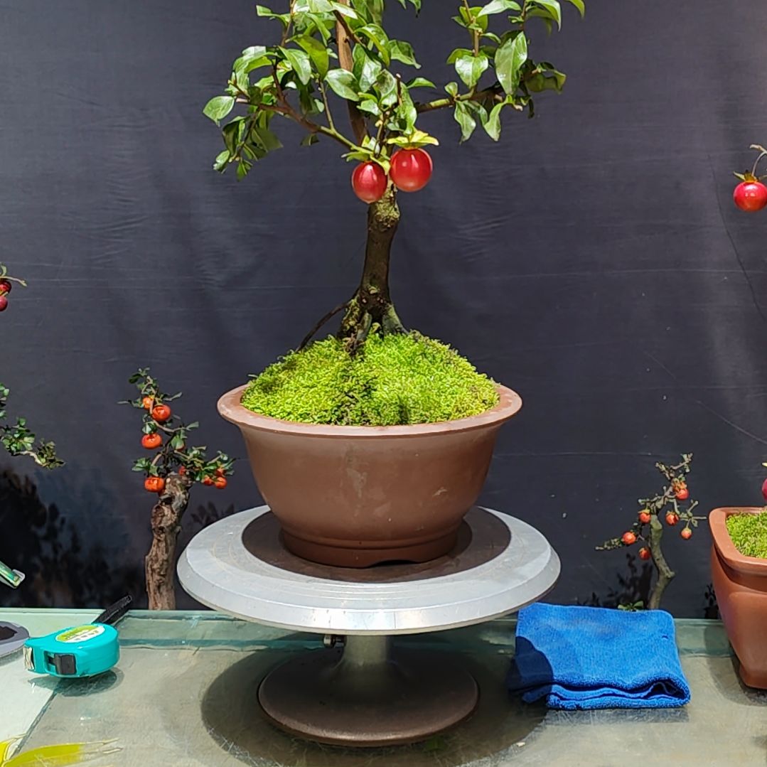 无花朵栽培后可开花朵