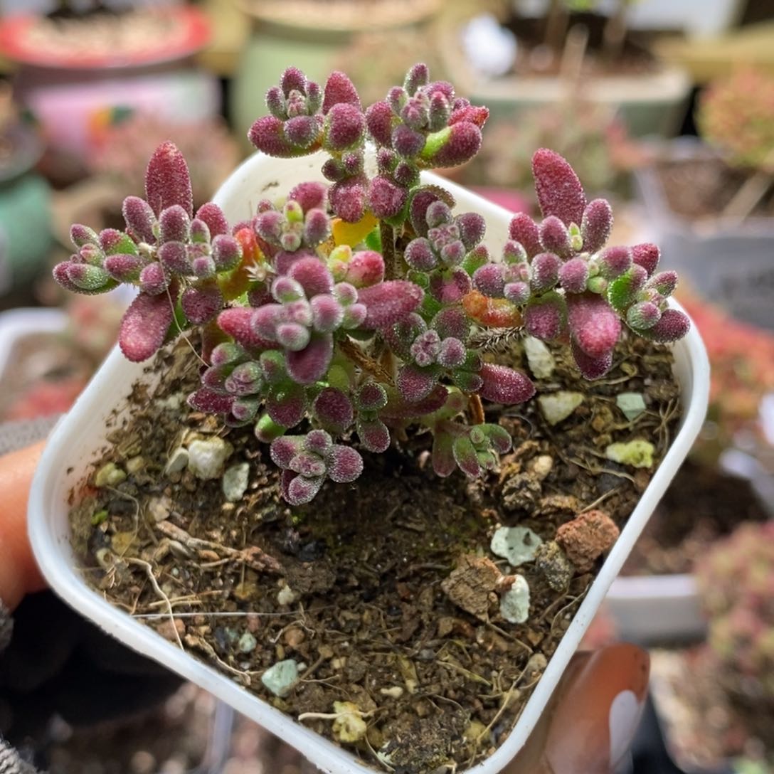 照****鱼蜜桔糖球枝干番杏A669