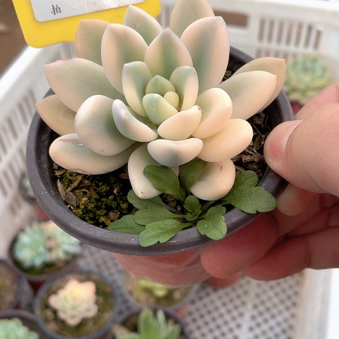 冇***喵1428号多肉植物组合