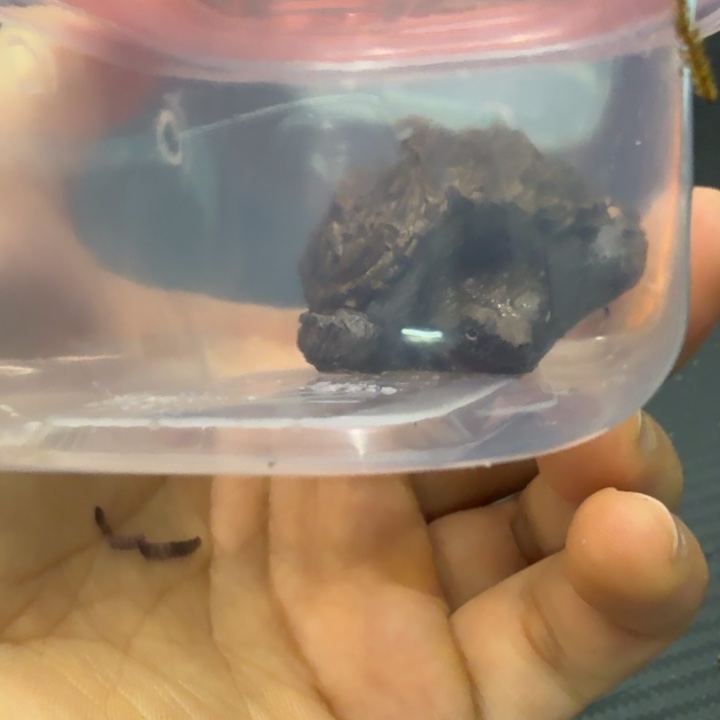 绿毛龟母直播间灯牌福利