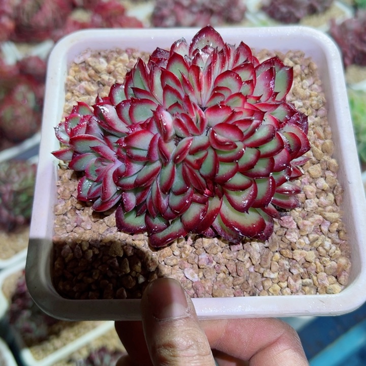 精品多肉植物老桩