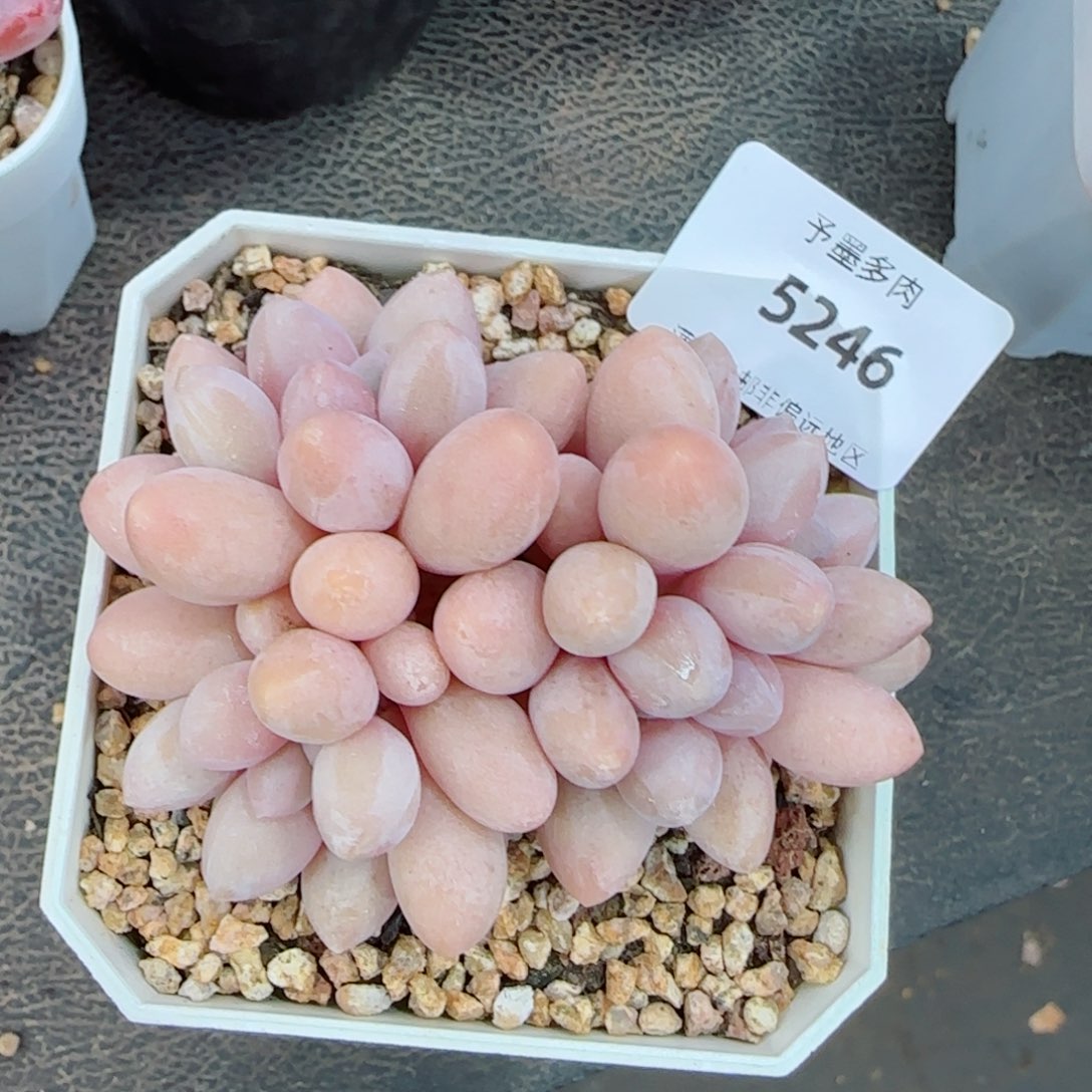 汤圆无砍，5246多肉植物