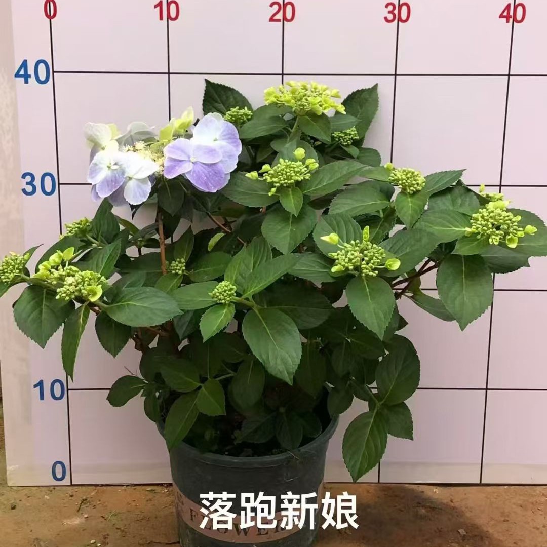 ［落跑新娘］一加仑绣球花色夏季露天苗云南基地直发