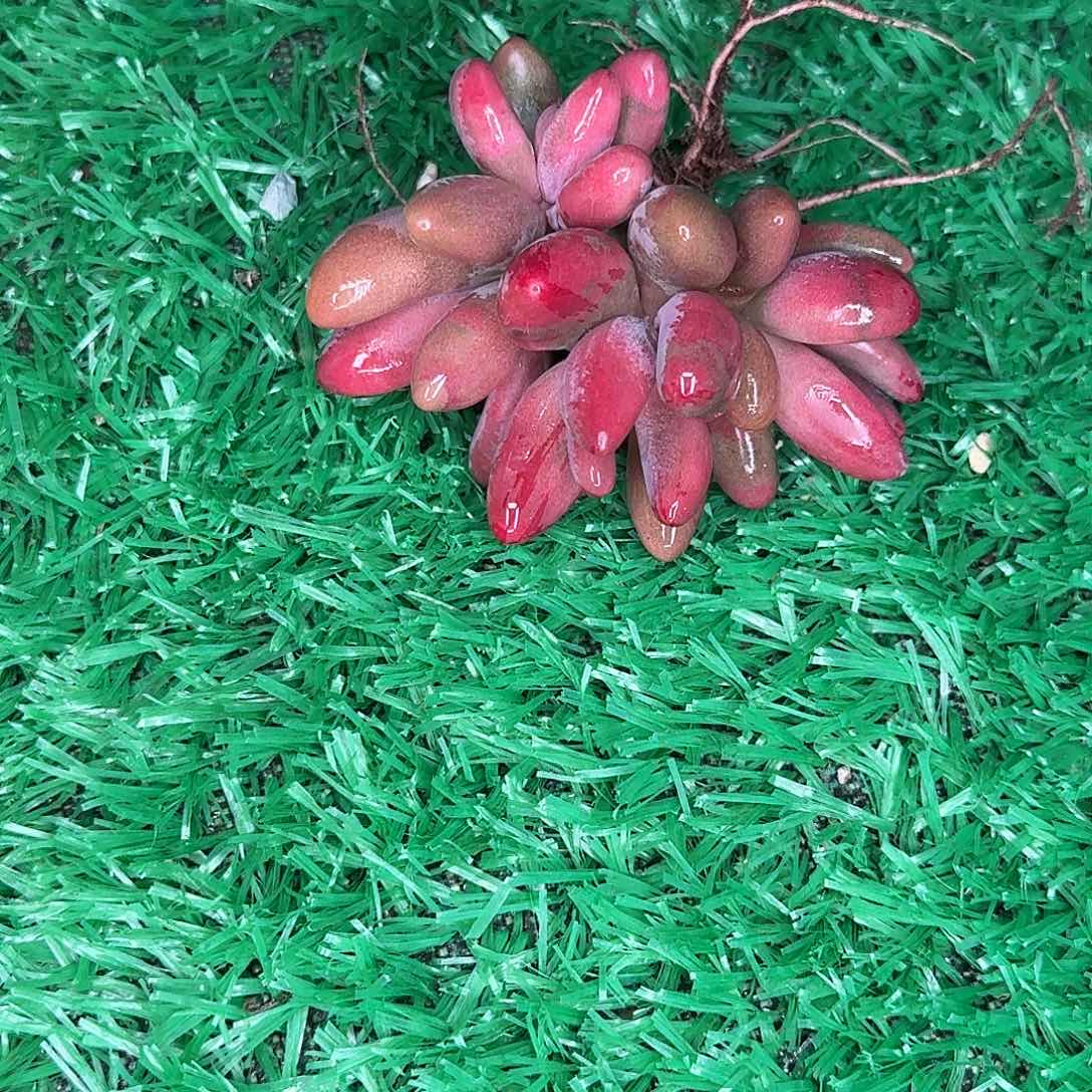 打***死美人多肉植物发货