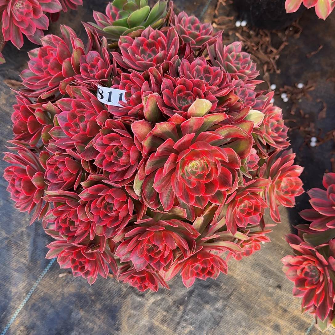 0000811焕纱多肉植物