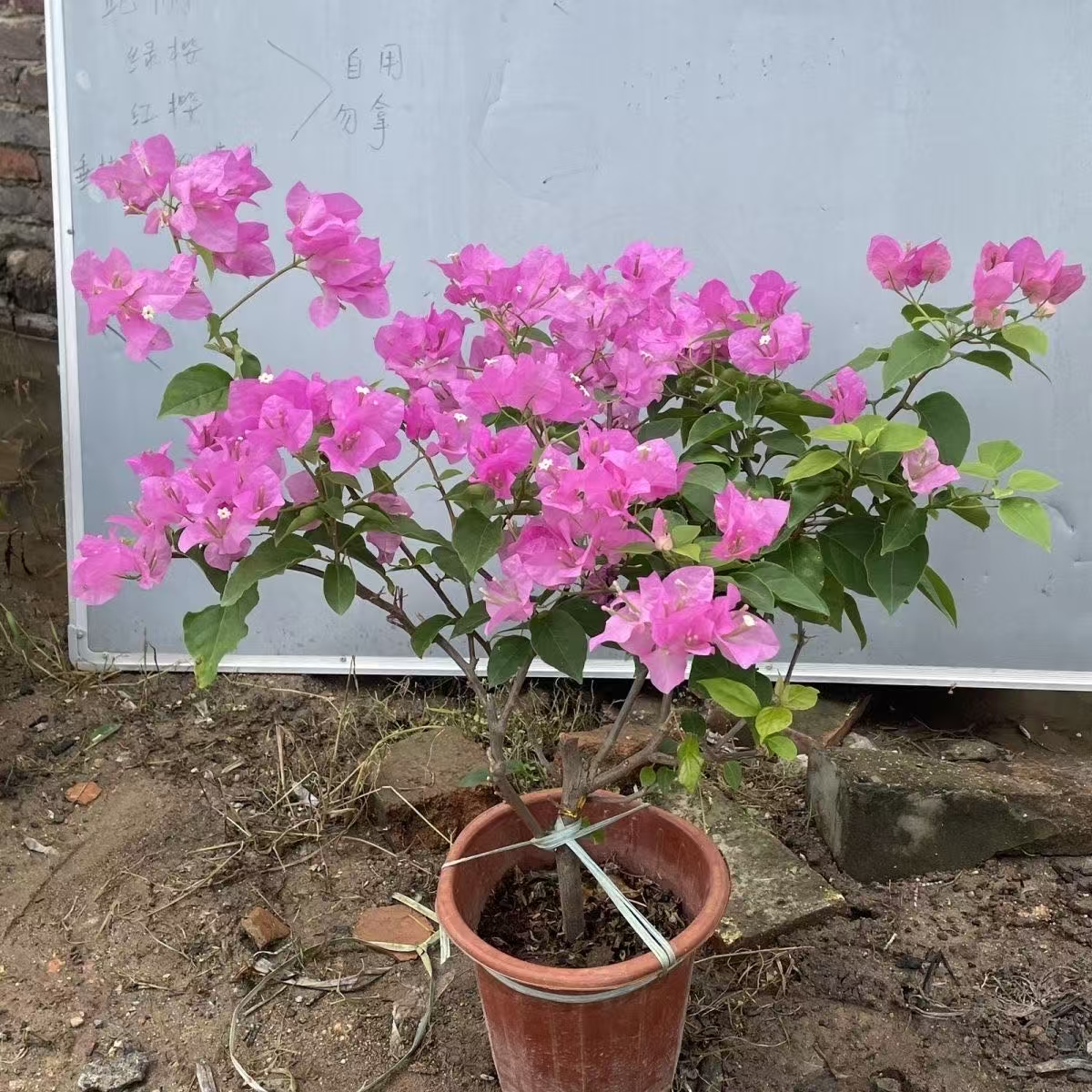 三角梅盆苗一物一拍