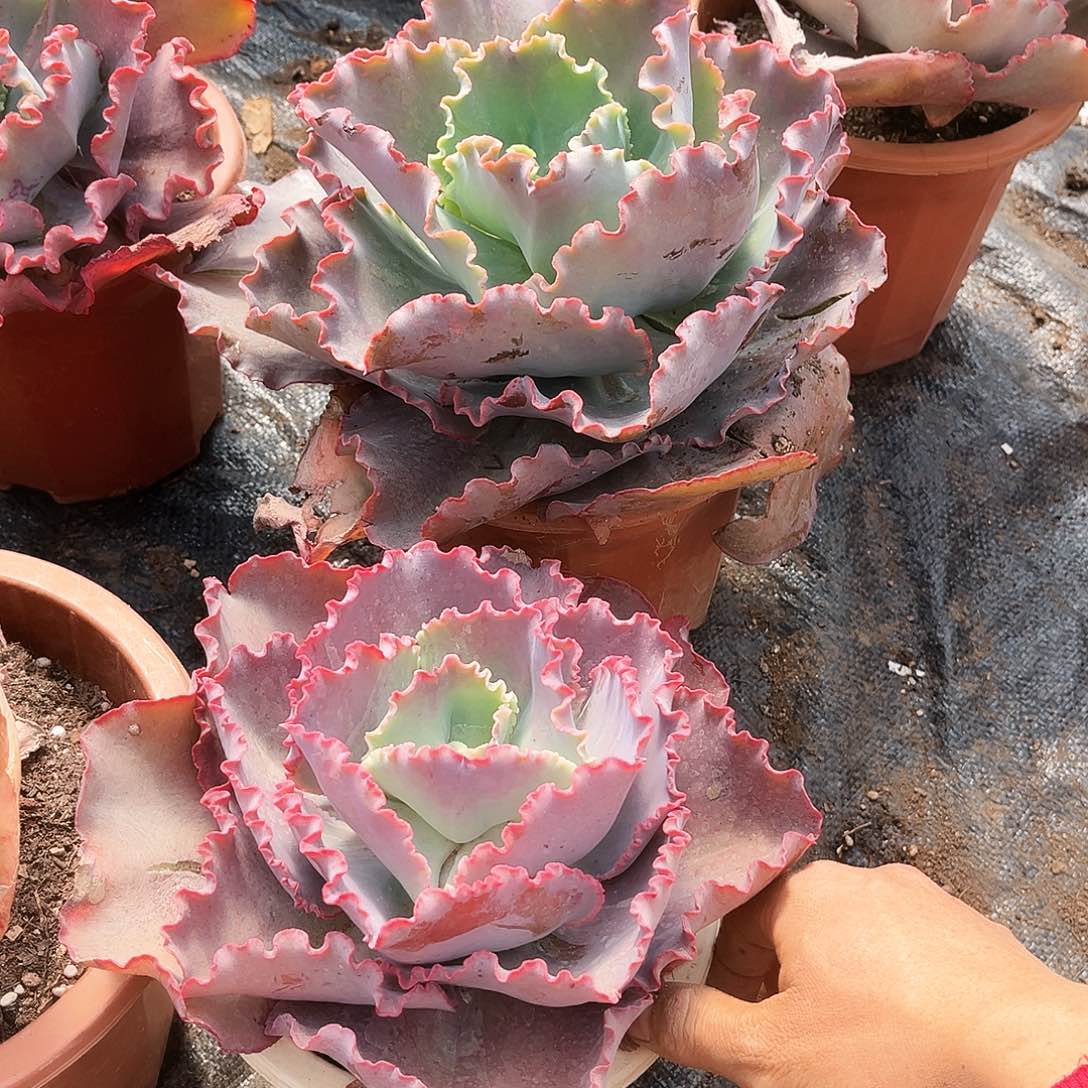 蓝色妖姬8.99多肉植物