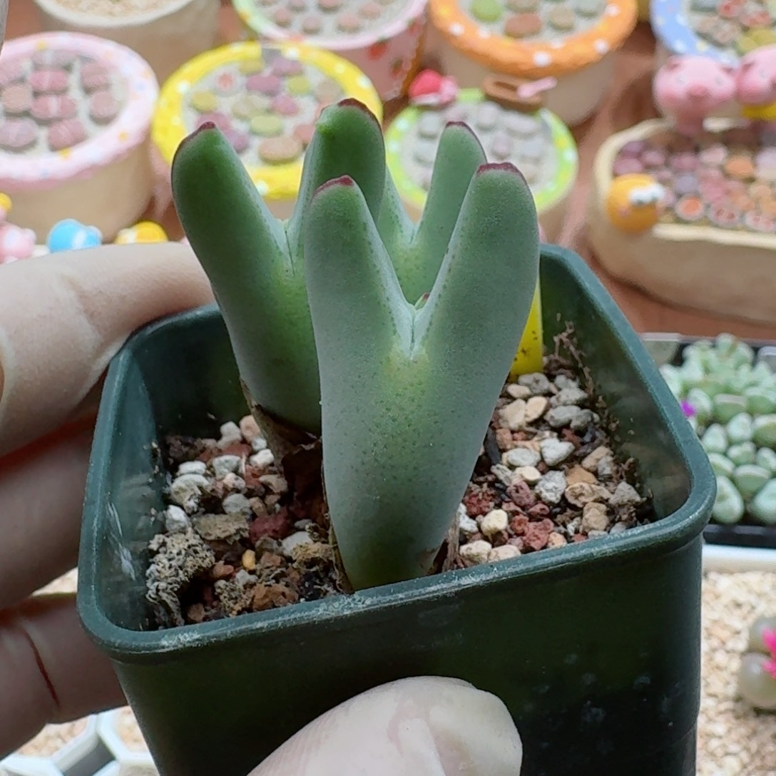 紫***幽1014-036少将皮卡丘