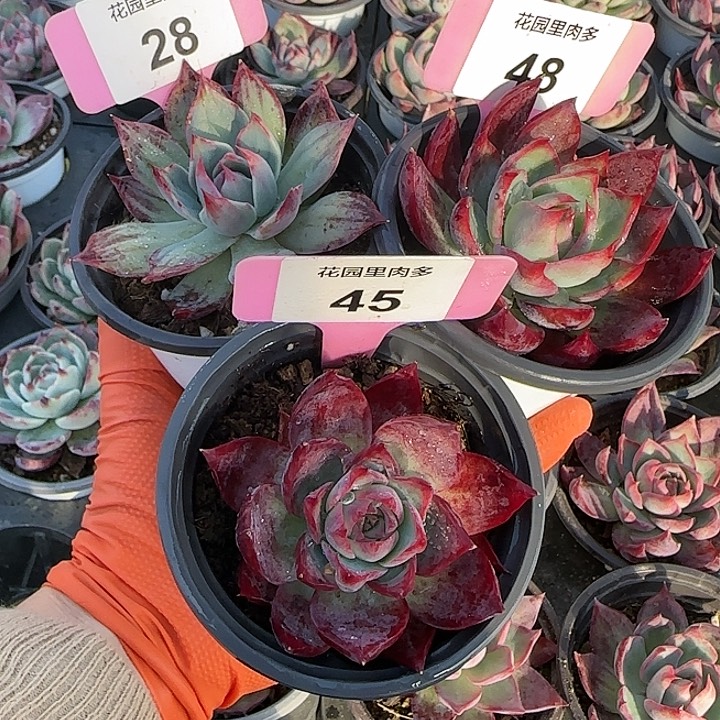 用***雪28、48、45 惊鸿仙子多肉植物6-9cm