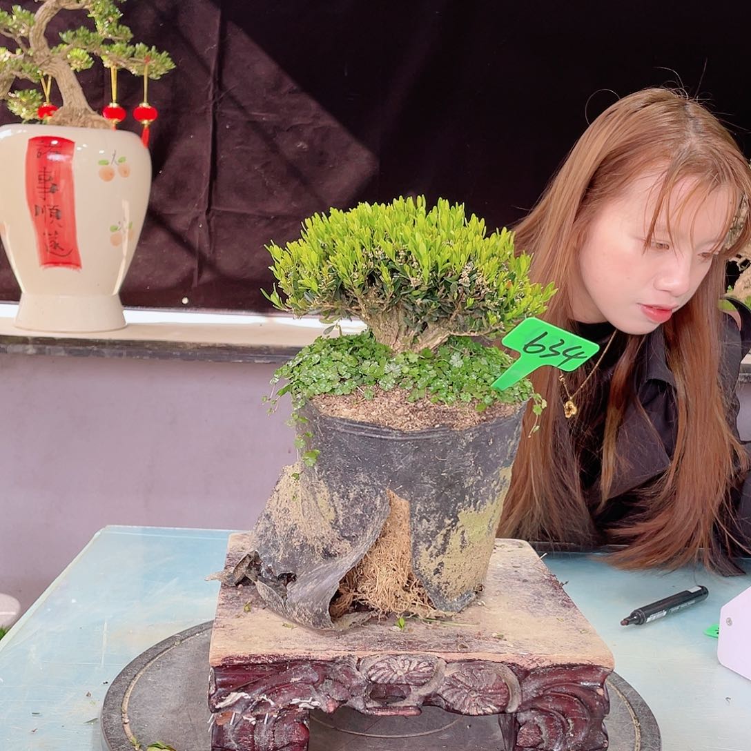 黄杨黄杨黄杨黄杨634