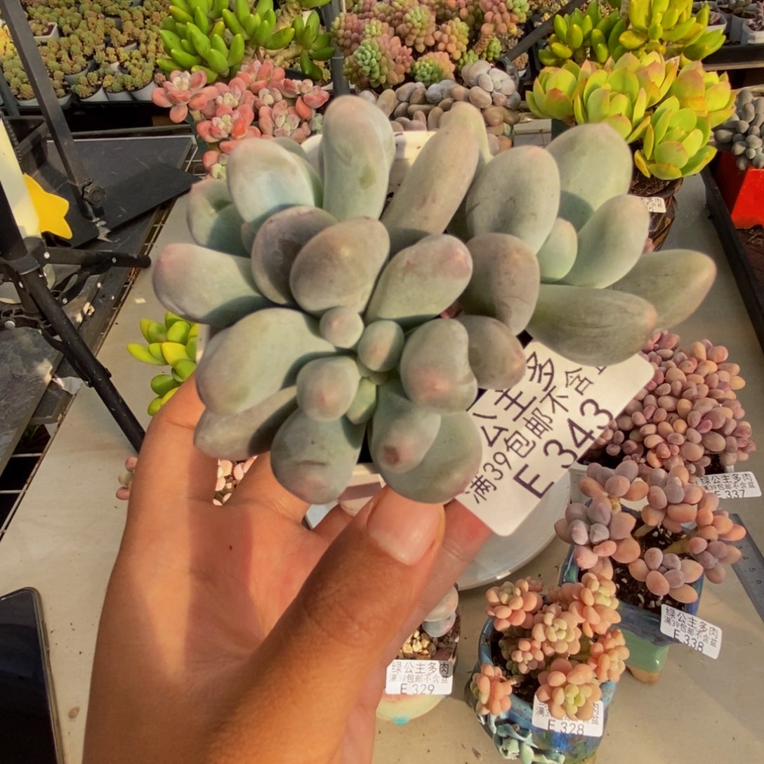 343米可奶多肉6c m