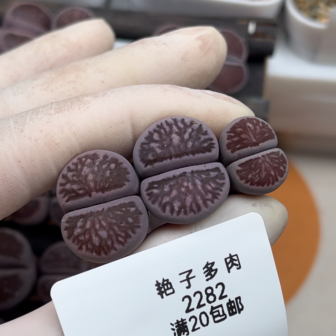 一***~2282号三颗紫菊发货