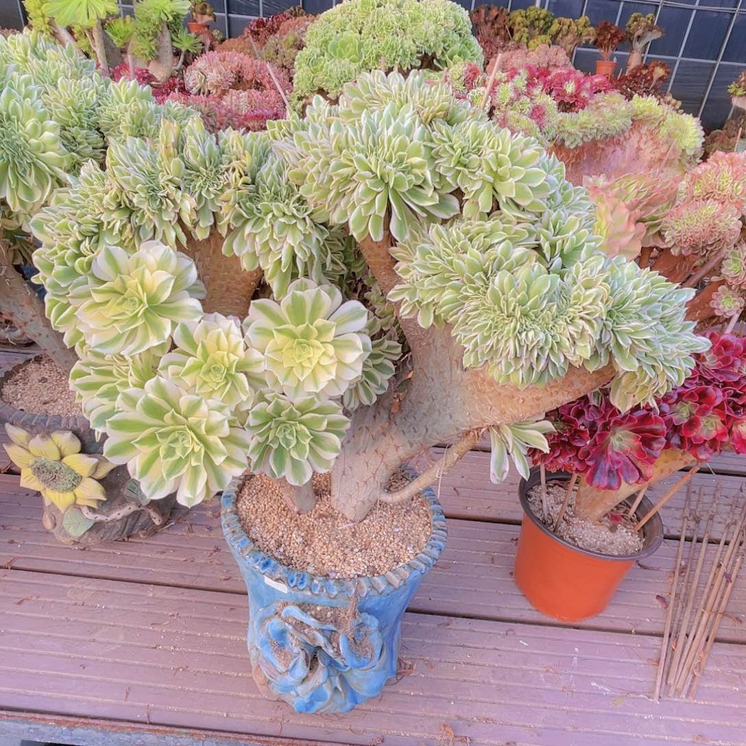 【闪购商品】无花朵迈巴赫