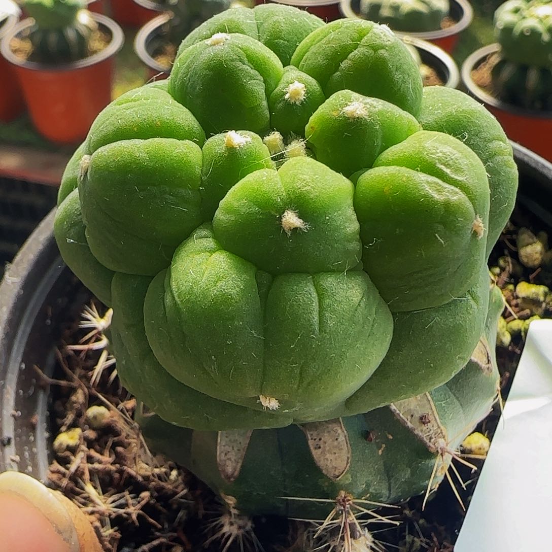 割线大尤仙130仙人球开花