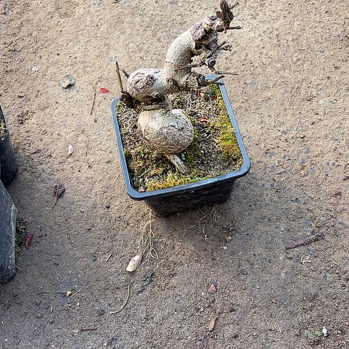 追***人无花朵55菊花计划经济家